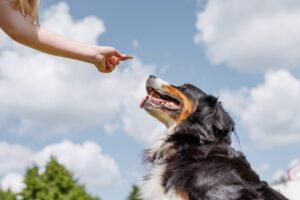 Do I Need a Lawyer for a Dog Bite Case in Ohio?