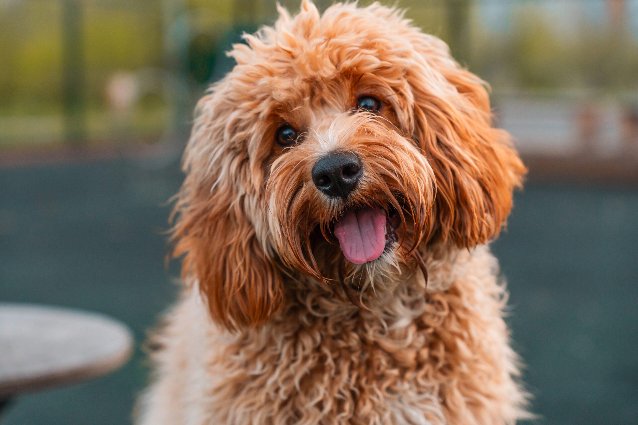How Do I Report a Dog Bite in Ohio?